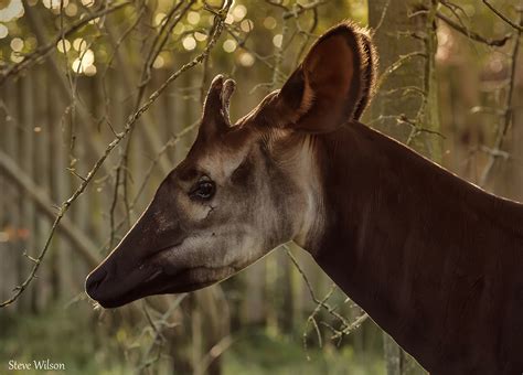  Okapi – Tutki metsän salaperäistä jättiläistä, joka kulkee varjoissa kuin silkkiverho!