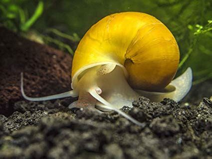  Yellow Crowned Snail: A Miniature Jewel Hiding Amongst the Forest Floor!