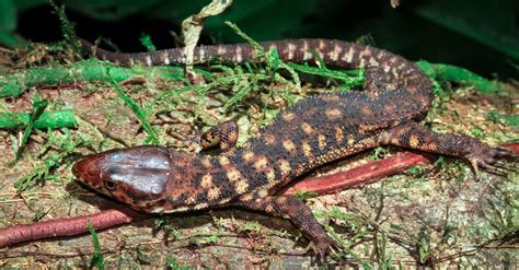   Yellow-Spotted Lizard! A Prehistoric Creature That Thrives in Modern Times Despite Its Ancient Lineage