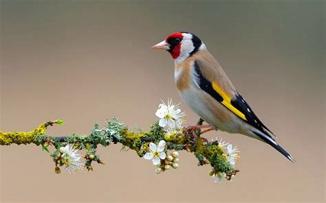  Goldfinch! A Tiny Songbird With Melodious Calls That Echo Through Sunny Meadows