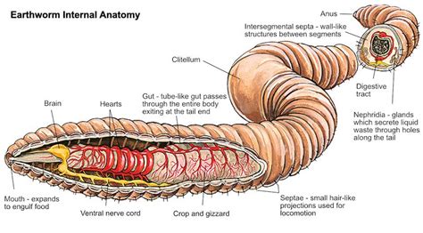  Heteromastis!  A Tiny Worm With a Surprising Digestive System That Will Amaze You