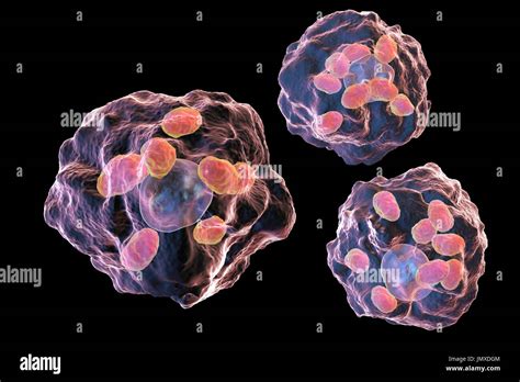  Leishmania – Parasiitti, joka elää soluissa ja aiheuttaa kuumetta ihmisillä!