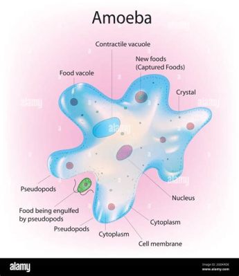  Protascus! A Microscopic Amoeba Thriving On Bacteria and Engaging In Fascinating Fusion Events