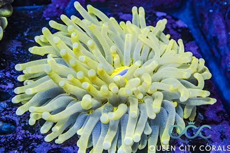  Queen Coral: A Majestic Underwater Architect With Tentacles That Shimmer Like Jewels!