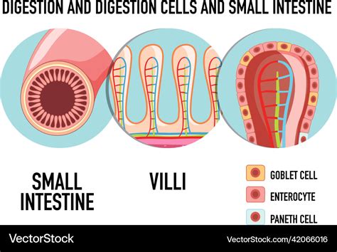 Retortamonas! This Tiny Master of Cellular Digestion Might Just Blow Your Mind