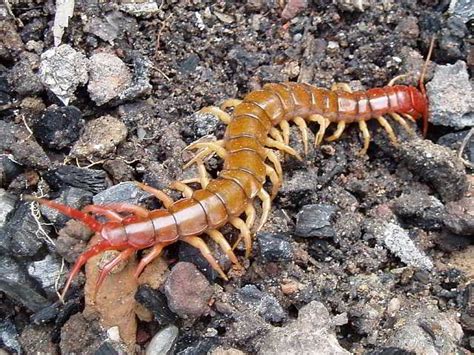  Scolopendra - Onko tämä pikku pedon näköinen latikka yllättävän vahva?