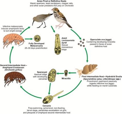  Xenotophradium! An Intricate Parasite with an Unusually Complex Lifecycle